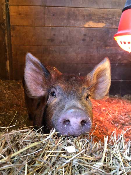 Stargrazer Farm pastured pig