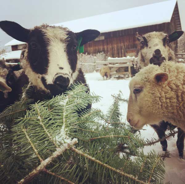 Stargrazer Farm Romney Finn sheep Christmas tree balsam brush compost